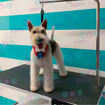 cortes para estetica canina