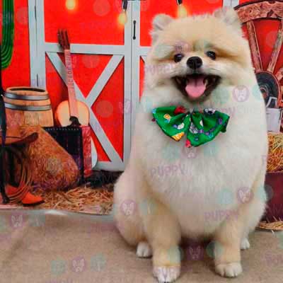 cortes para estetica canina