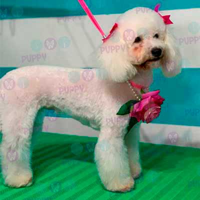 cortes para estetica canina