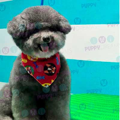 cortes para estetica canina