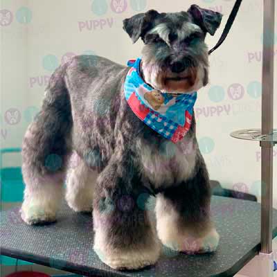 cortes para estetica canina