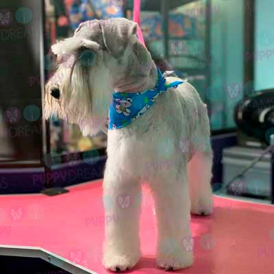 cortes para estetica canina