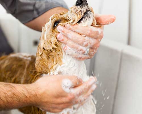 baños para perros